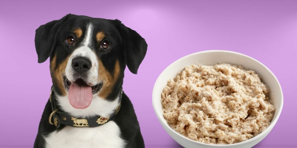 Can Dogs Eat oatmeal?