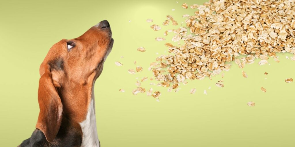 Can Dogs Eat oats?