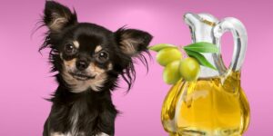 Can Dogs Eat olive oil?