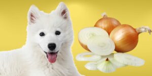 Can Dogs Eat onion?