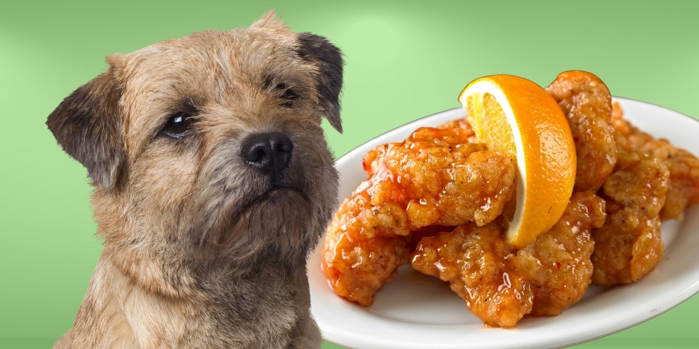 can-dogs-eat-orange-chicken-the-risks-and-dangers