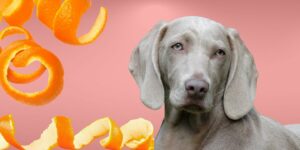 Can Dogs Eat orange peels?