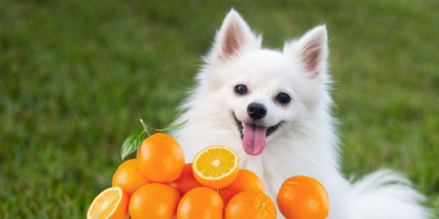 Can Dogs Eat Oranges? A Comprehensive Guide