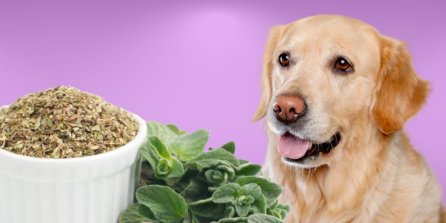 Can dogs eat oregano? A comprehensive guide