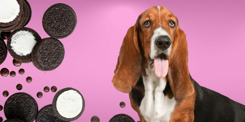 Can Dogs Eat oreos?