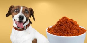 Can Dogs Eat paprika?