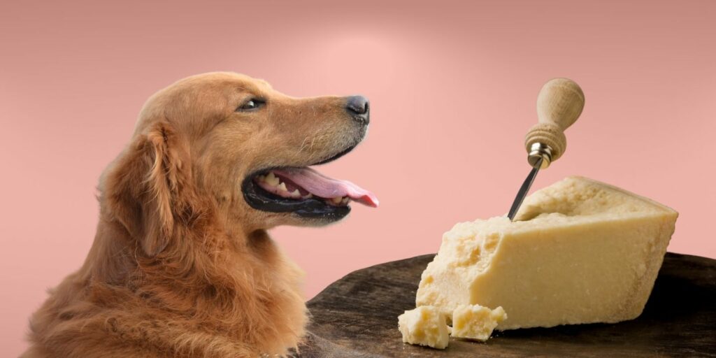Can Dogs Eat parmesan cheese?