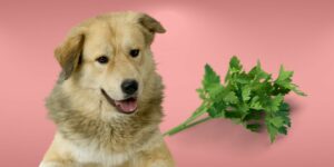 Can Dogs Eat parsley?