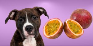Can Dogs Eat passionfruit?
