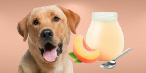 Can Dogs Eat peach yogurt?
