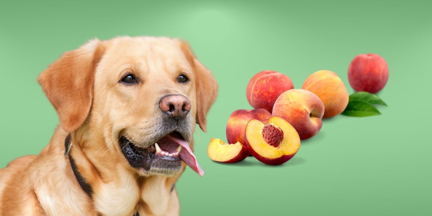 Can Dogs Eat Peaches? The Risks and Benefits