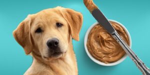 Can Dogs Eat peanut butter?