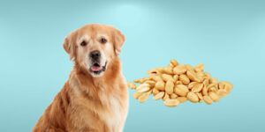Can Dogs Eat peanuts?