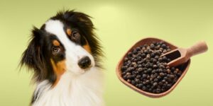 Can Dogs Eat pepper?