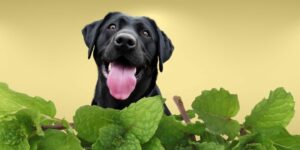 Can Dogs Eat peppermint?