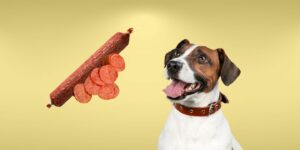 Can Dogs Eat pepperoni?