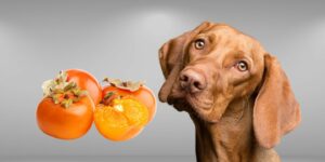 Can Dogs Eat persimmons?