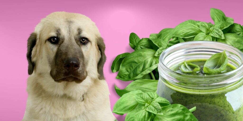 Can Dogs Eat pesto?
