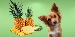 Can Dogs Eat pineapple?