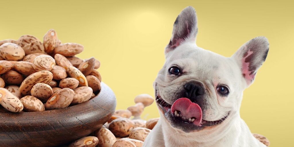 Can Dogs Eat pinto beans?
