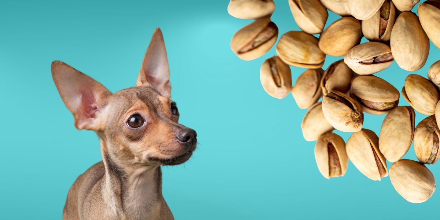 Can Dogs Eat Pistachios? The Risks And Dangers