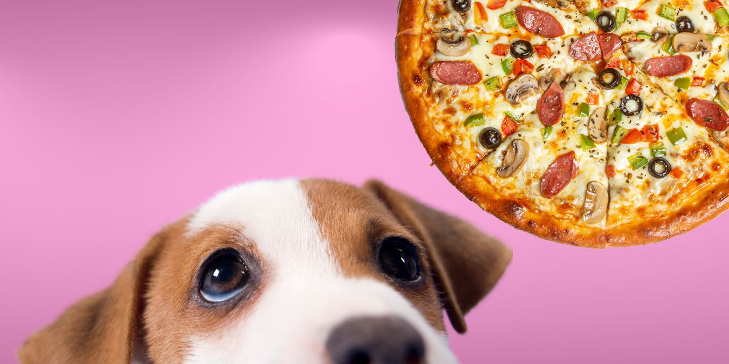 Can Dogs Eat Pizza? The Risks and Dangers