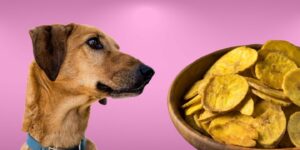 Can Dogs Eat plantain chips?