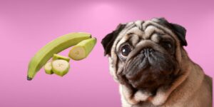 Can Dogs Eat plantains?