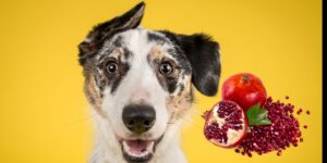 Can Dogs Eat pomegranate?