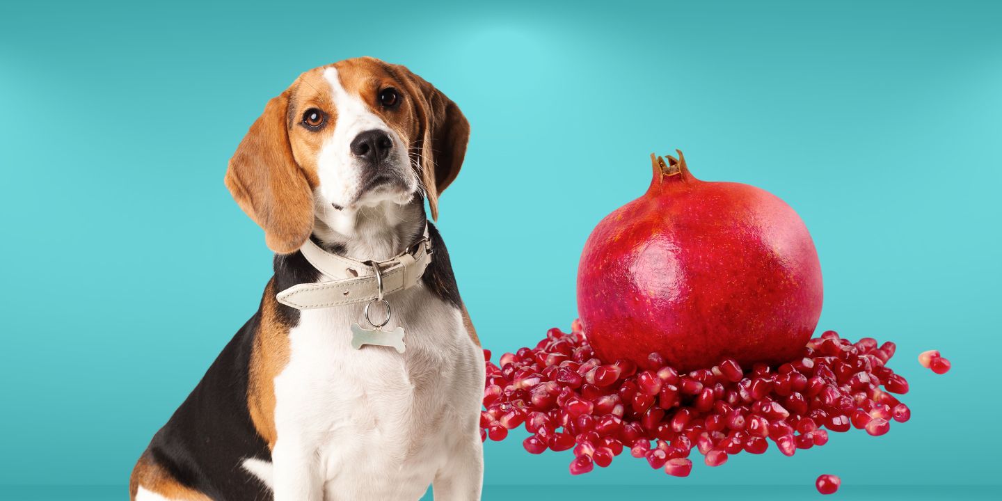 Can Dogs Eat Pomegranate Seeds? Find Out Here