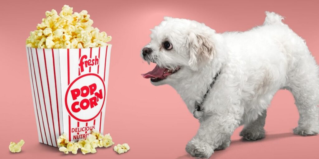 Can Dogs Eat popcorn?