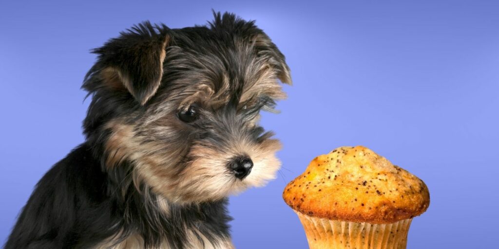 Can Dogs Eat Muffins? A Comprehensive Guide