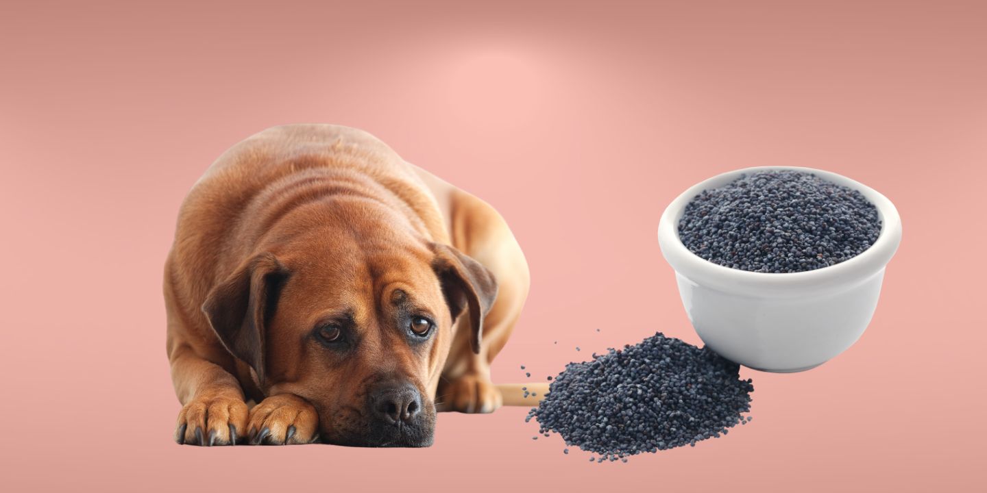 Can Dogs Eat Poppy Seeds 