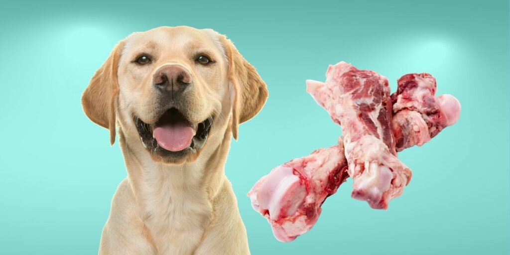 Can Dogs Eat pork bones?