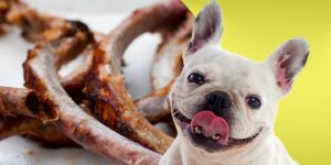 Can Dogs Eat pork rib bones?