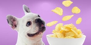 Can Dogs Eat potato chips?