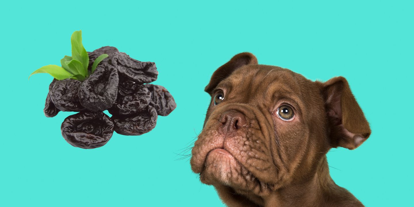 Image showcasing Can Dogs Eat Prunes? The Risks and Dangers