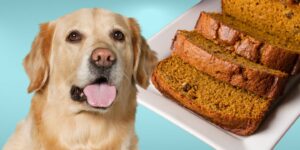 Can Dogs Eat pumpkin bread?