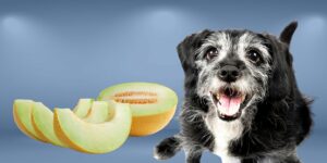 Can Dogs Eat pumpkin seeds?