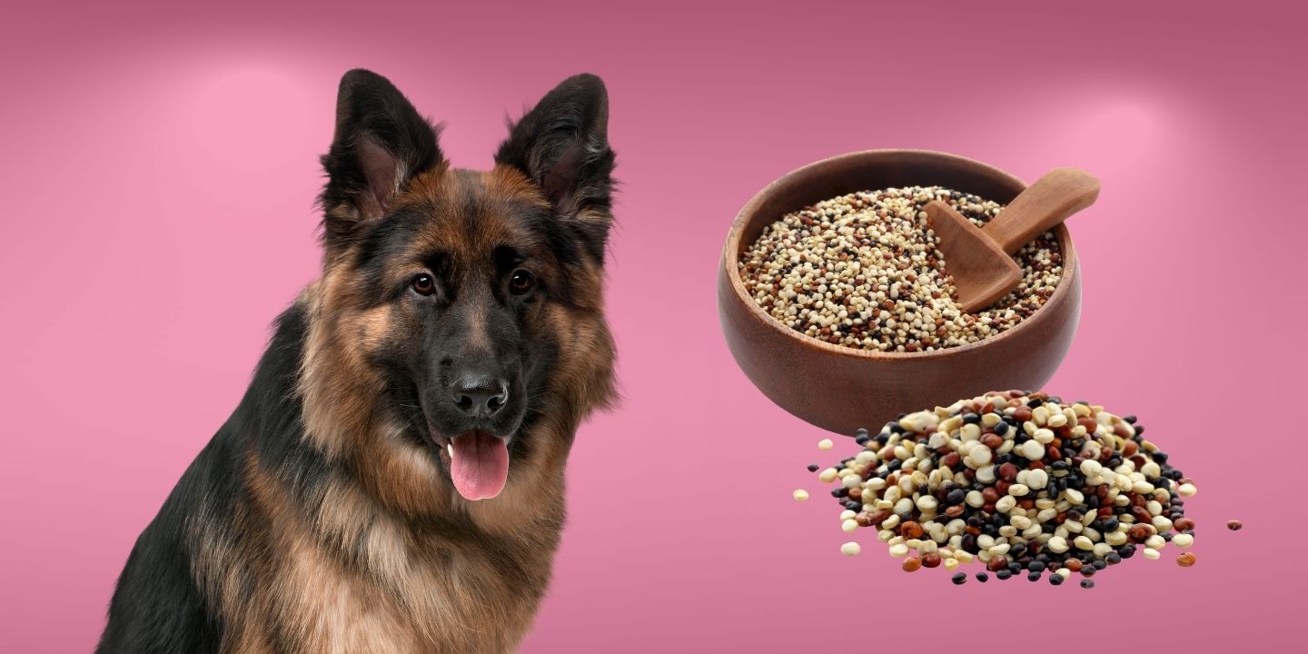 Can Dogs Eat Quinoa? A Comprehensive Guide