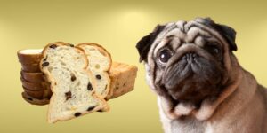 Can Dogs Eat raisin bread?