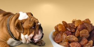 Can Dogs Eat raisins?