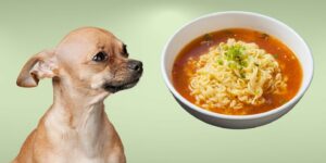 Can Dogs Eat ramen noodles?