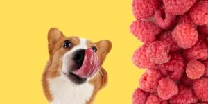 Can Dogs Eat raspberries?