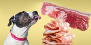 Can Dogs Eat raw bacon?