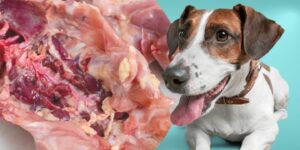 Can Dogs Eat raw chicken bones?