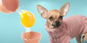 Can Dogs Eat raw egg?