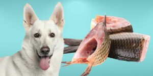Can Dogs Eat raw fish?