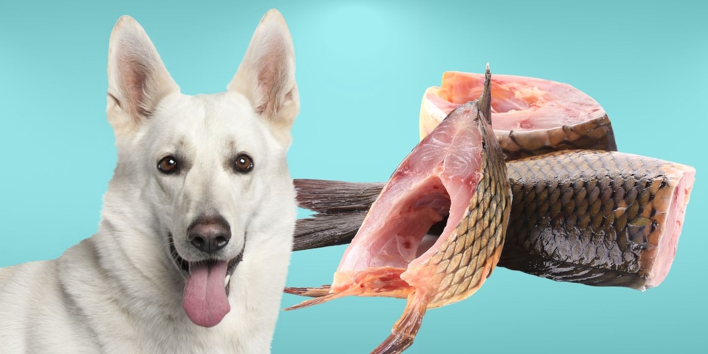 Can Dogs Eat Fried Fish? The Dos and Don'ts
