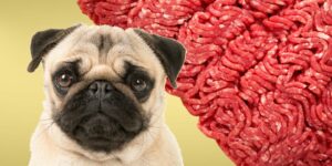Can Dogs Eat raw ground beef?